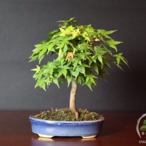 Acero palmato Yamamomiji bonsai