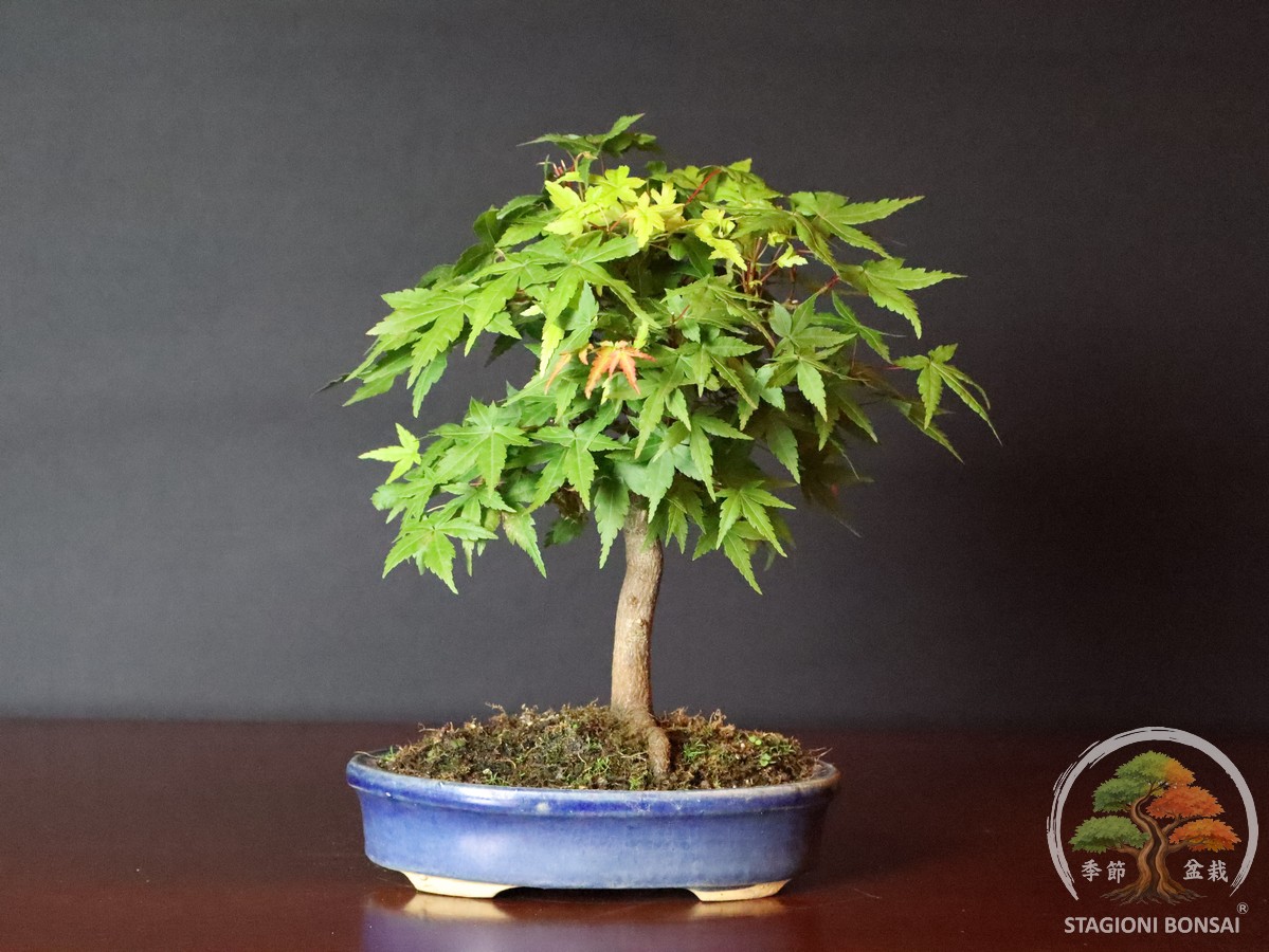 Acero palmato Yamamomiji bonsai
