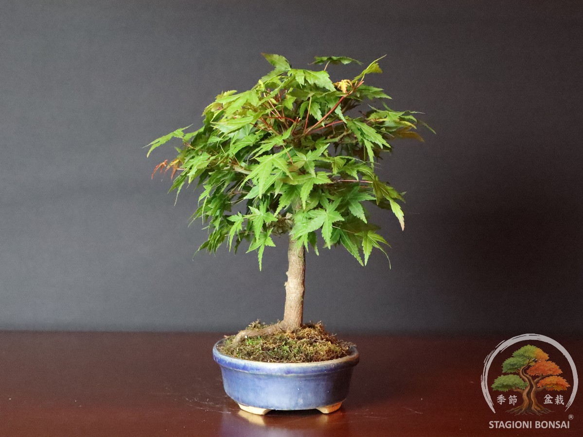 Acer palmatum Yamamomiji – Acero palmato (25-022) - immagine 2
