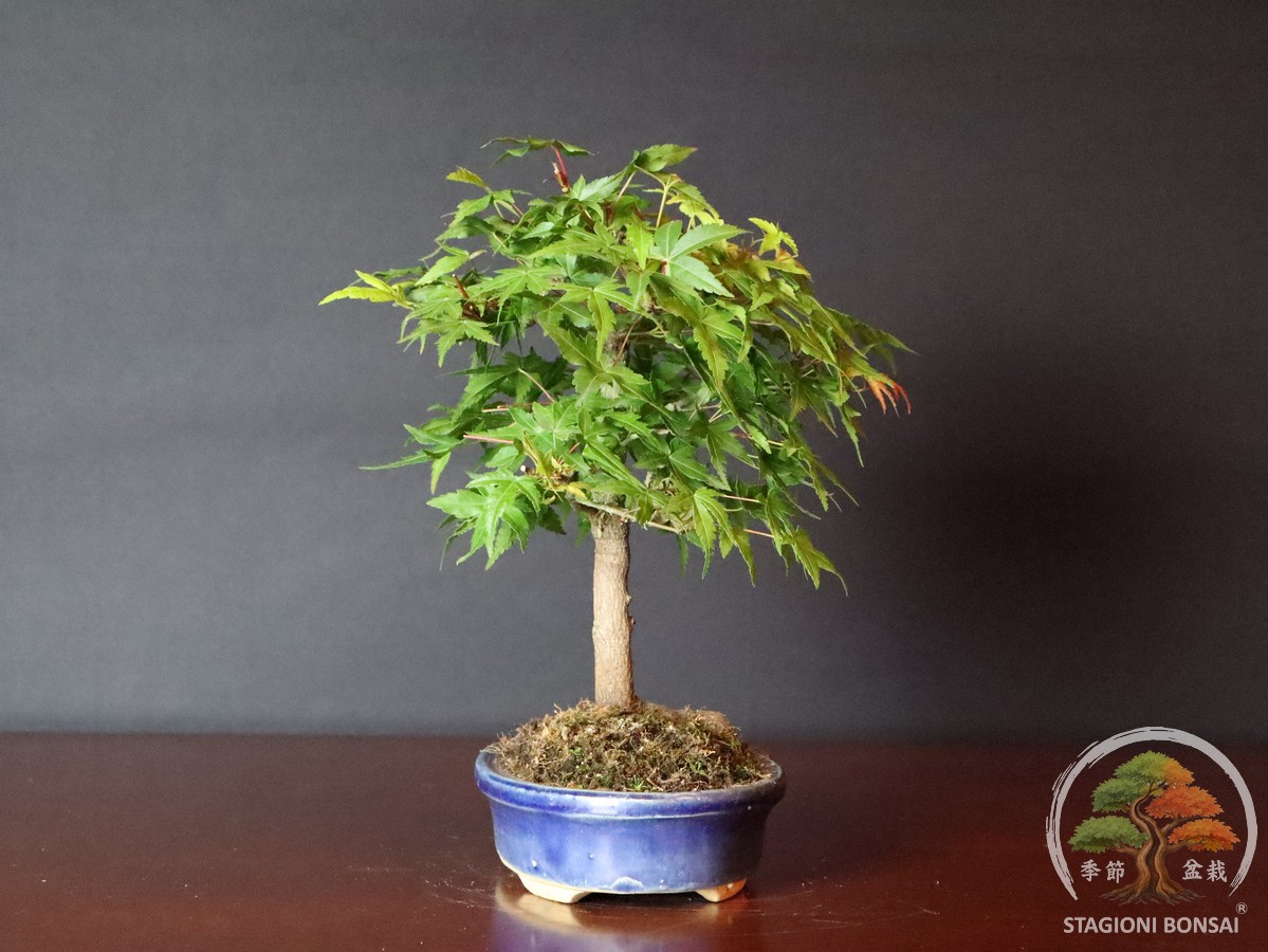 Acer palmatum Yamamomiji – Acero palmato (25-022) - immagine 4