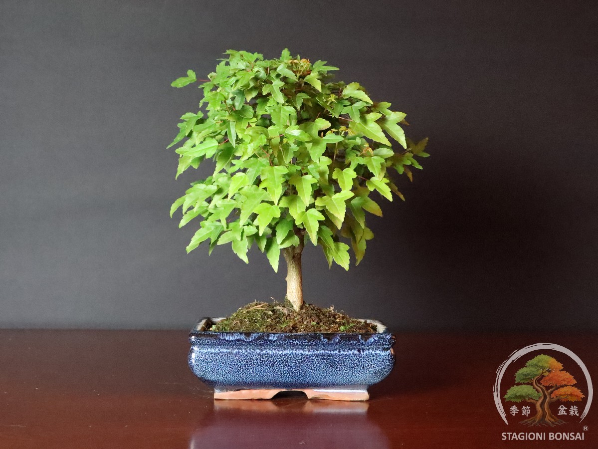 Acer buergerianum - Acero tridente (25-024) - immagine 2