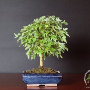 Bonsai di Acer buergerianum