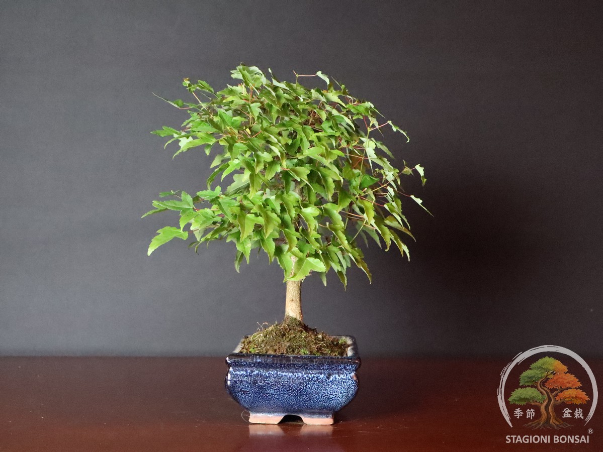 Acer buergerianum - Acero tridente (25-024) - immagine 4
