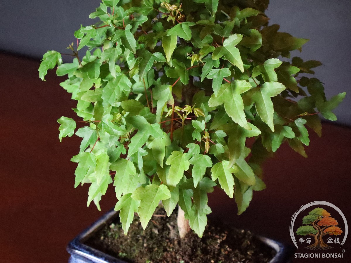 Acer buergerianum - Acero tridente (25-024) - immagine 6