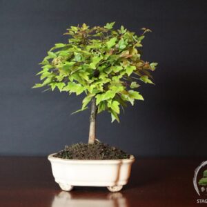 Bonsai di Acer buergerianum - Acero tridente