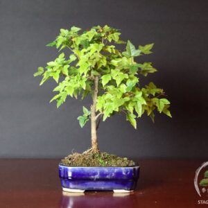 Bonsai di Acer buergerianum - Acero tridente