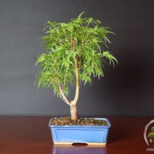 Acer palmatum dissectum - acero palmato