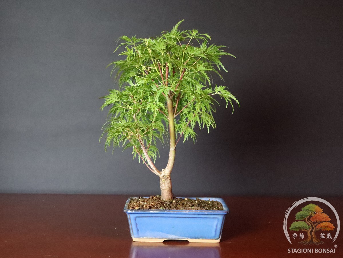 Acer palmatum dissectum - acero palmato