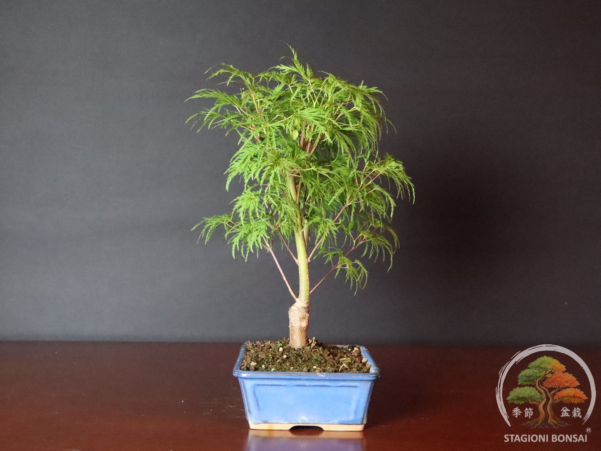 Acer palmatum dissectum - acero palmato (25-027) - immagine 2