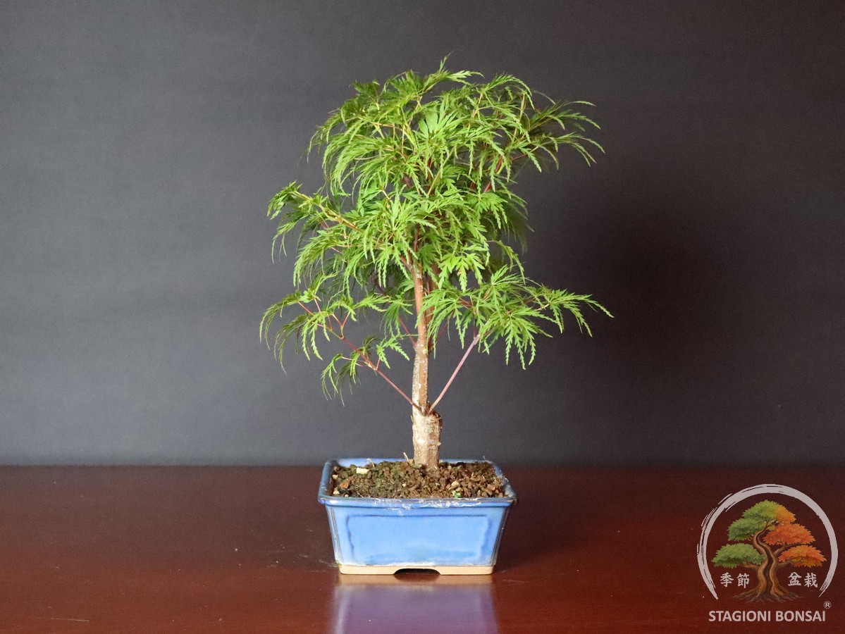 Acer palmatum dissectum - acero palmato (25-027) - immagine 4