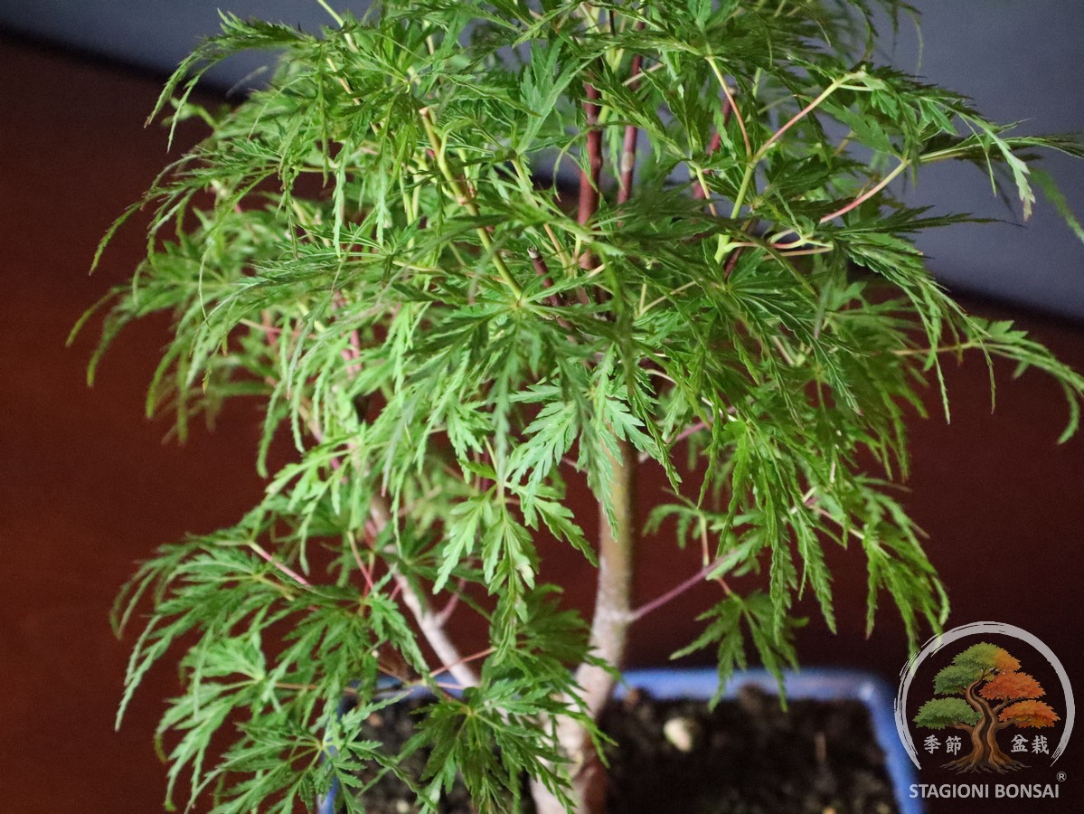 Acer palmatum dissectum - acero palmato (25-027) - immagine 5
