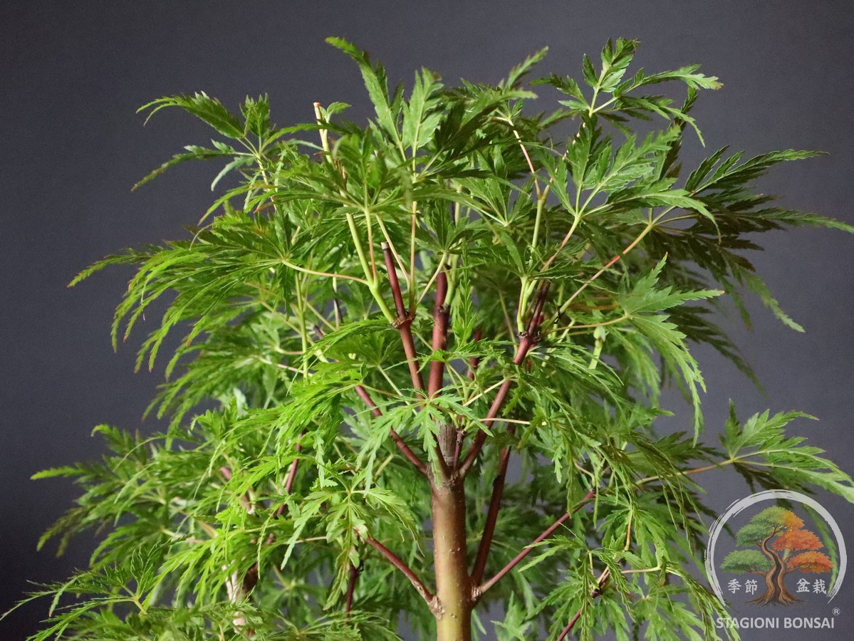 Acer palmatum dissectum - acero palmato (25-027) - immagine 6