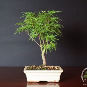 Acer palmatum dissectum - acero palmato