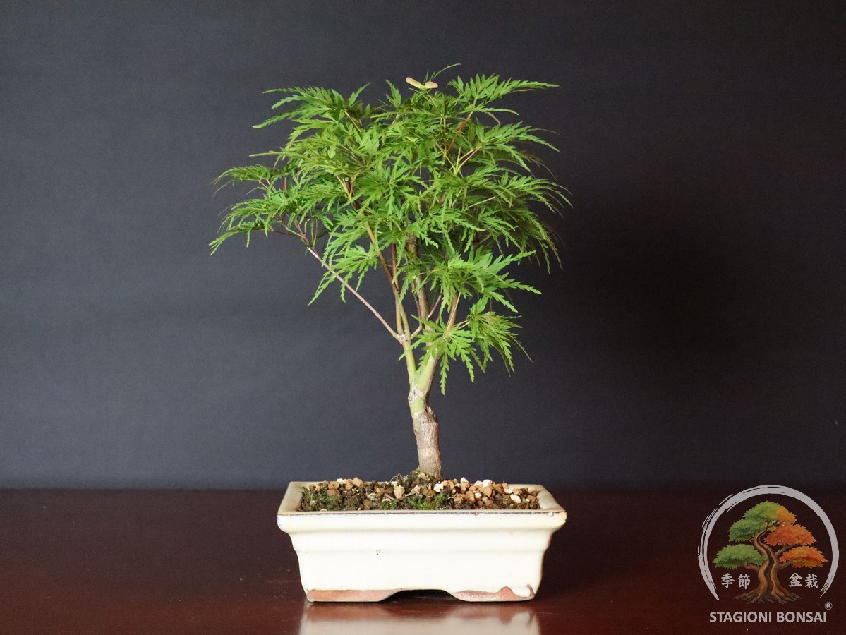 Acer palmatum dissectum - acero palmato