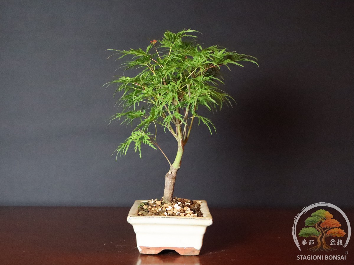 Acer palmatum dissectum - acero palmato (25-028) - immagine 2