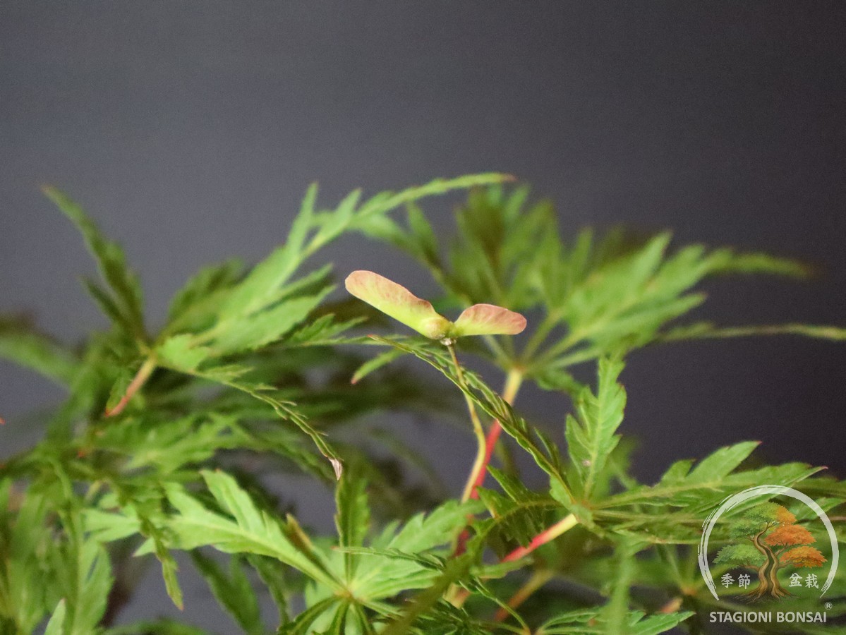Acer palmatum dissectum - acero palmato (25-028) - immagine 5