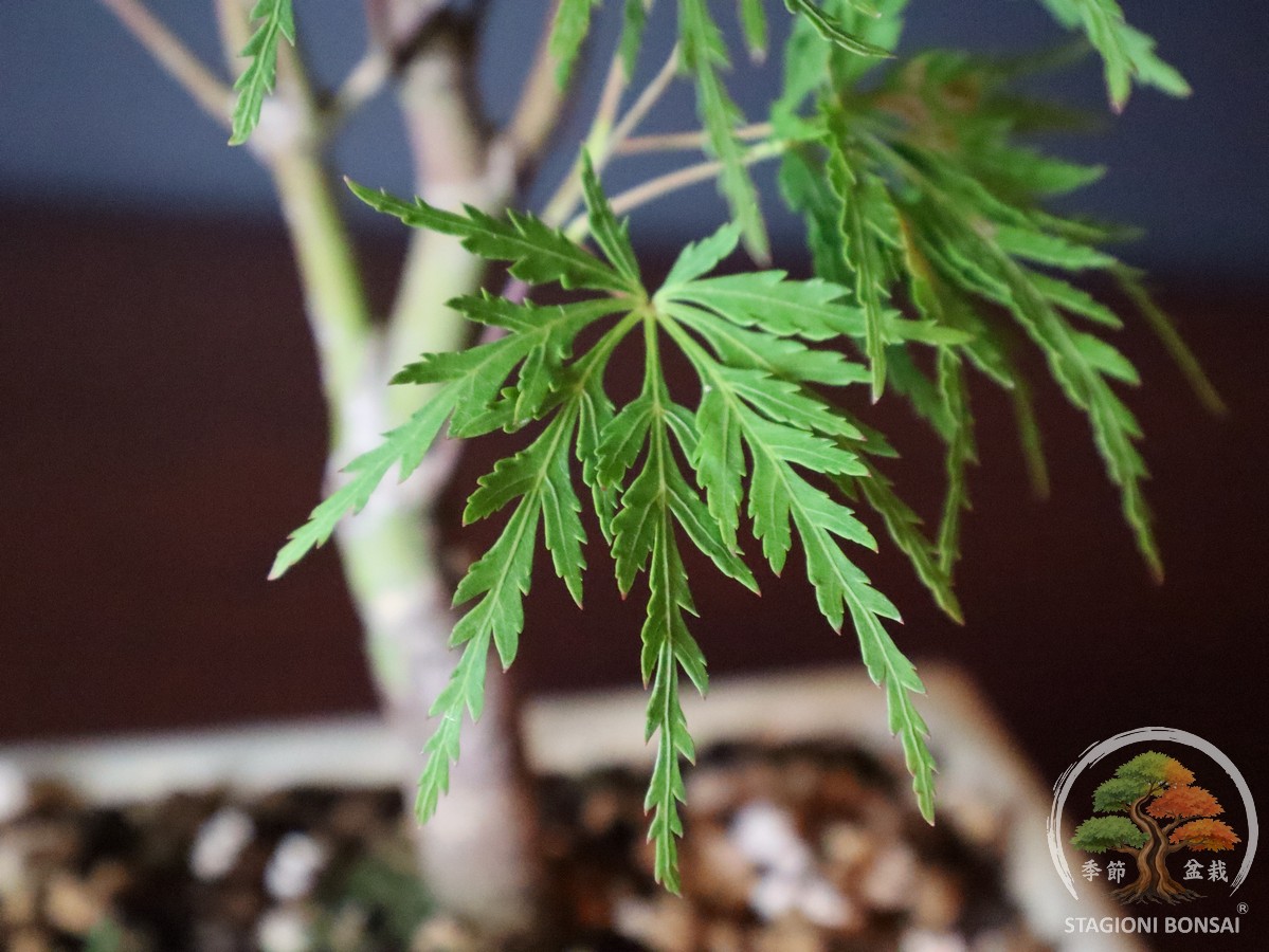 Acer palmatum dissectum - acero palmato (25-028) - immagine 6