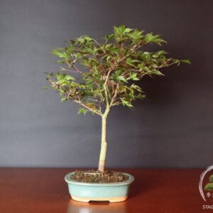Acer palmatum FG1 - acero palmato rosso