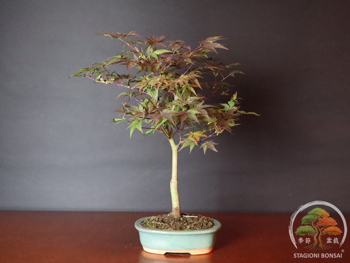 Acer palmatum FG1 - acero palmato rosso (25-030) - immagine 3