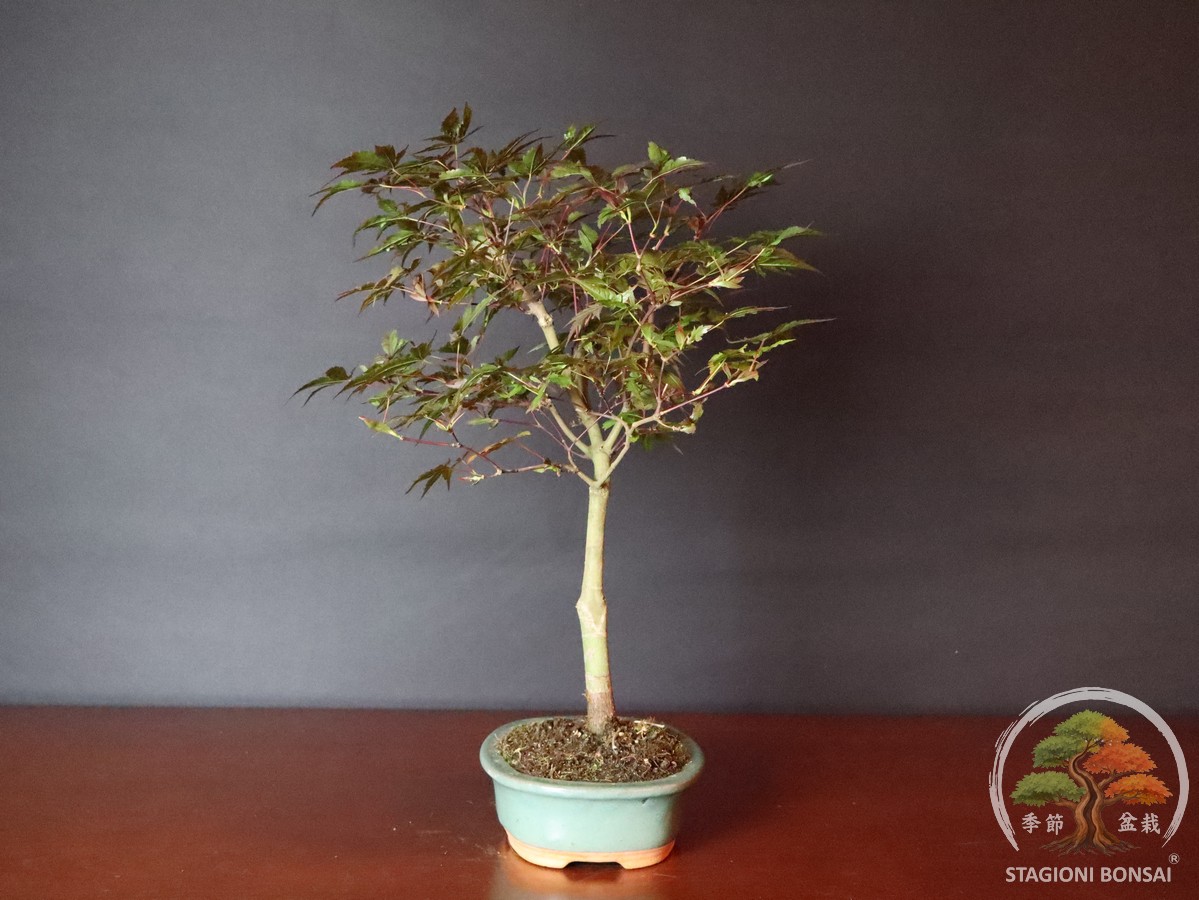 Acer palmatum FG1 - acero palmato rosso (25-030) - immagine 4
