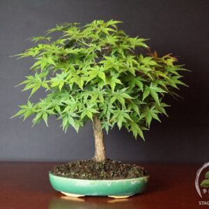 Acer palmatum Yamamomiji - acero palmato
