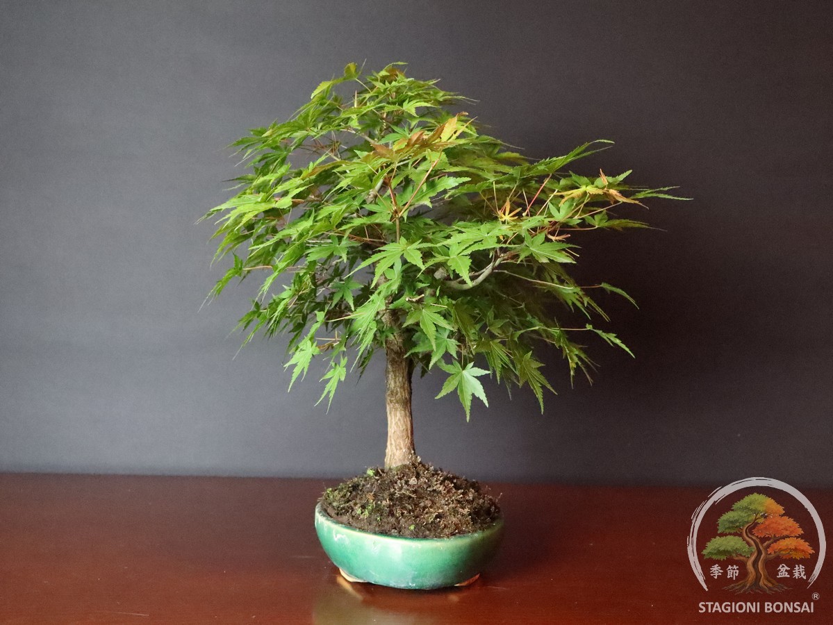 Acer palmatum Yamamomiji - acero palmato (25-031) - immagine 2