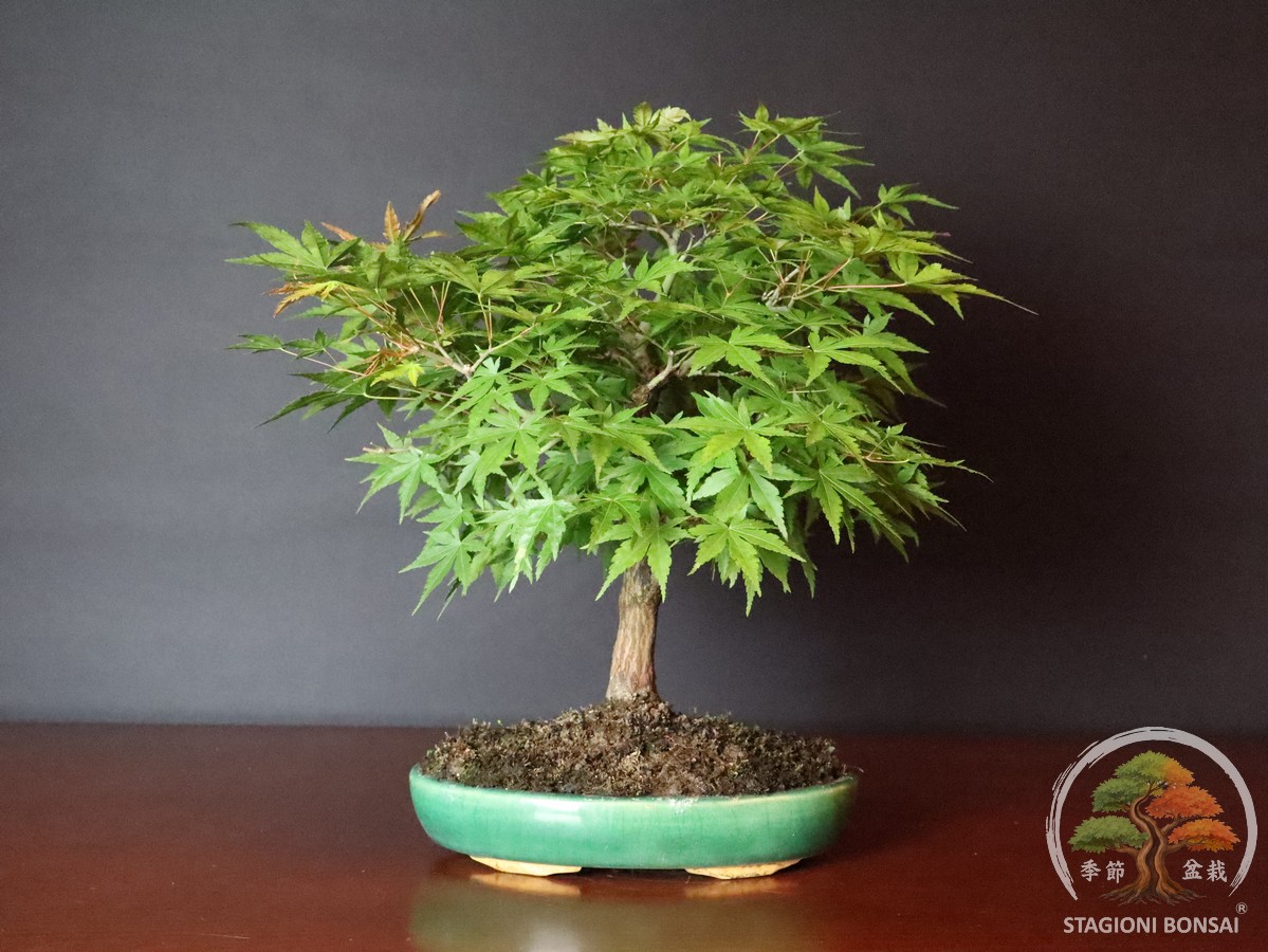 Acer palmatum Yamamomiji - acero palmato (25-031) - immagine 3