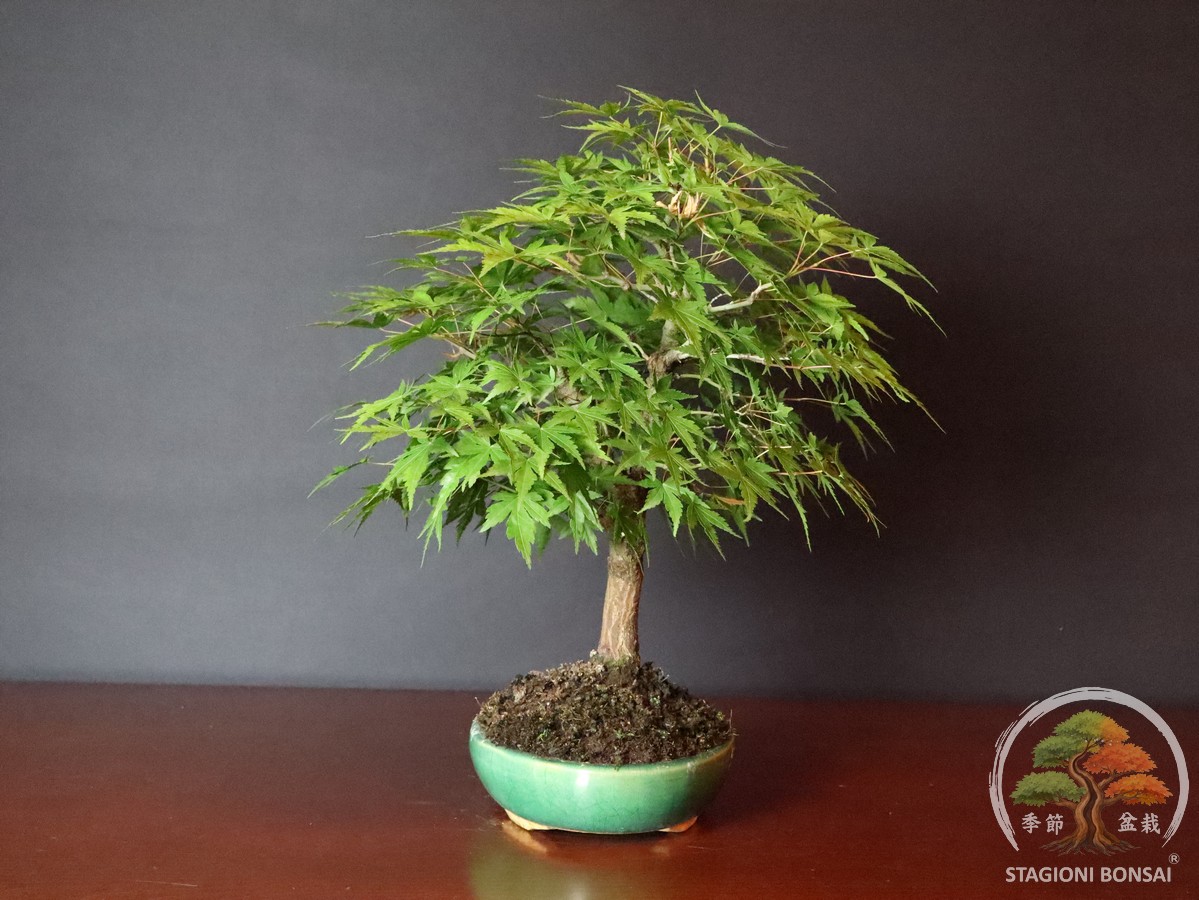 Acer palmatum Yamamomiji - acero palmato (25-031) - immagine 4