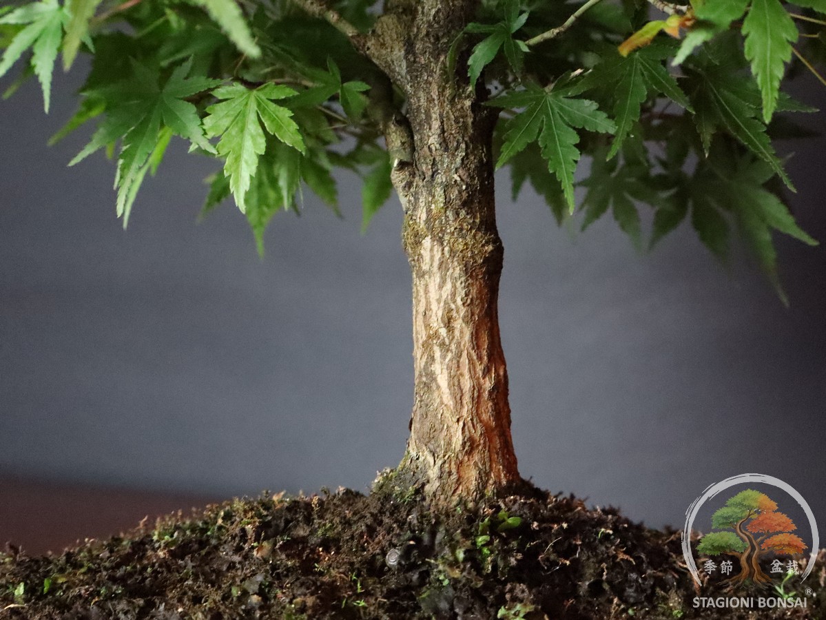 Acer palmatum Yamamomiji - acero palmato (25-031) - immagine 5