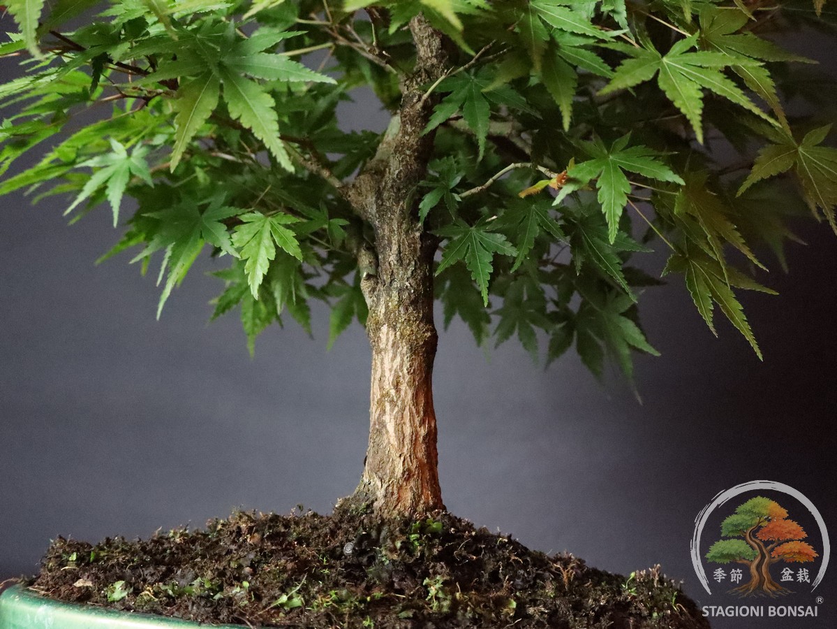 Acer palmatum Yamamomiji - acero palmato (25-031) - immagine 6