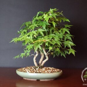 Bonsai ceppaia di acero palmato Yamamomiji