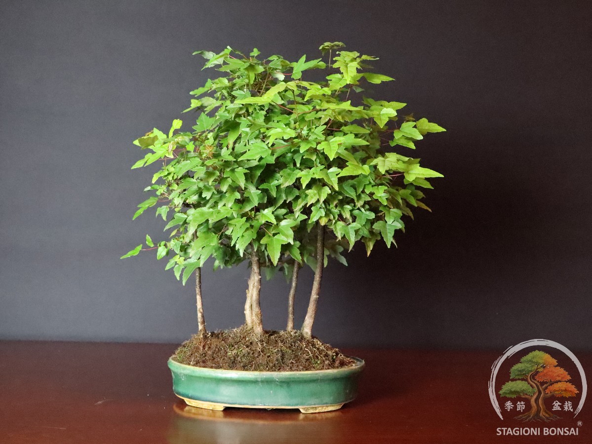 Acer buergerianum - boschetto di acero tridente bonsai