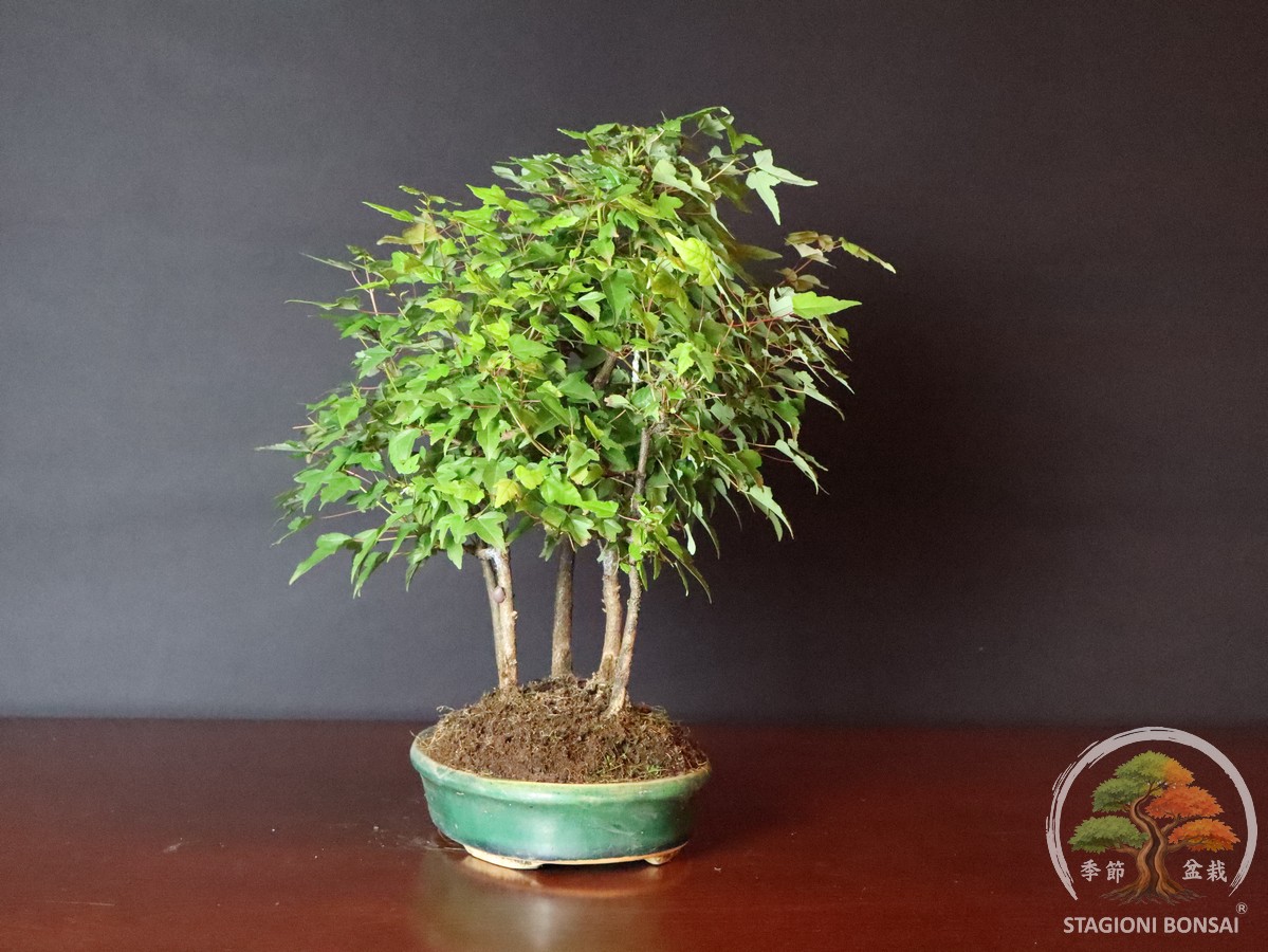 Acer buergerianum - boschetto di acero tridente (25-033) - immagine 4
