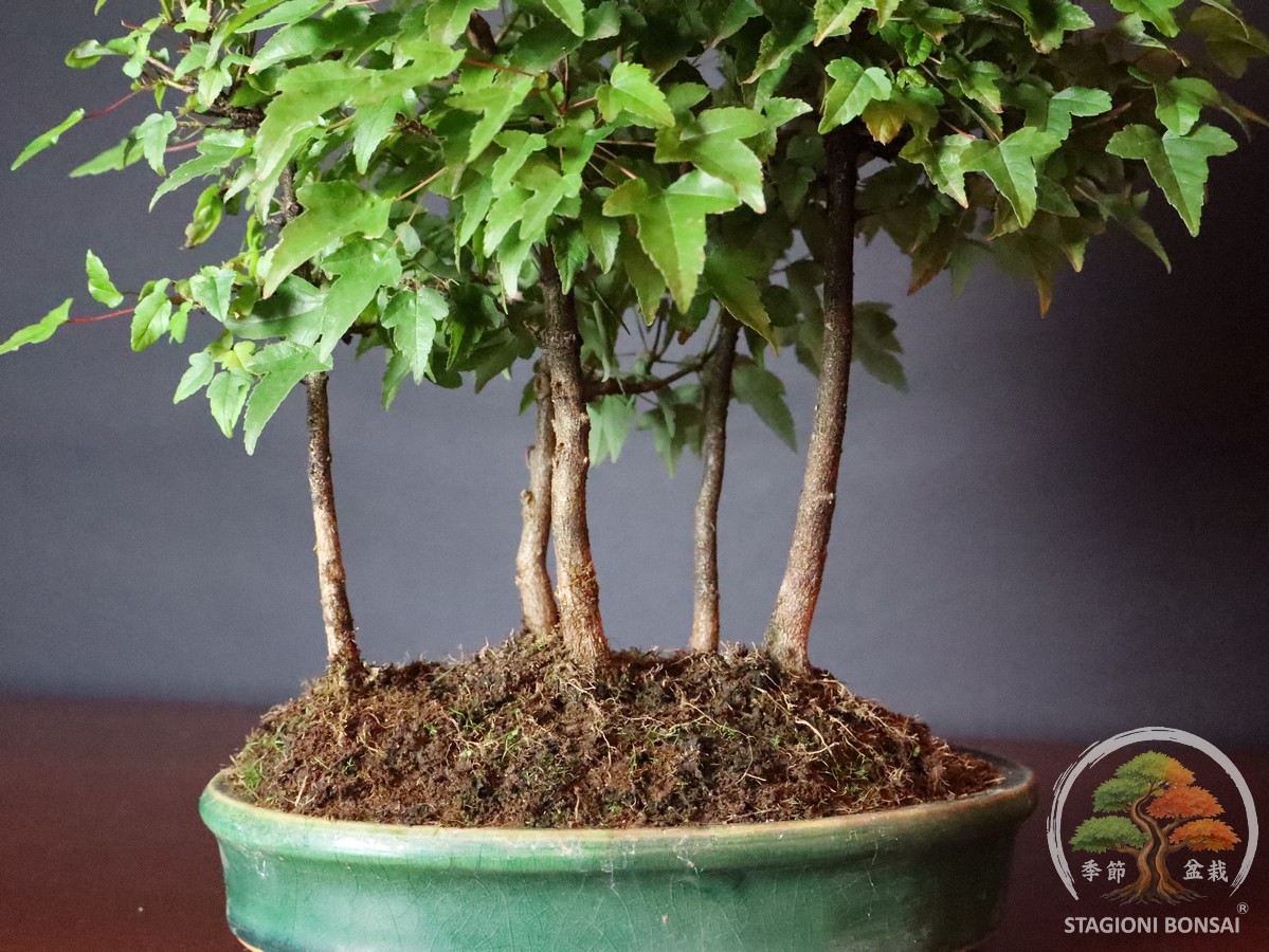 Acer buergerianum - boschetto di acero tridente (25-033) - immagine 5