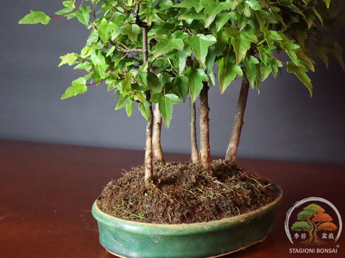 Acer buergerianum - boschetto di acero tridente (25-033) - immagine 6