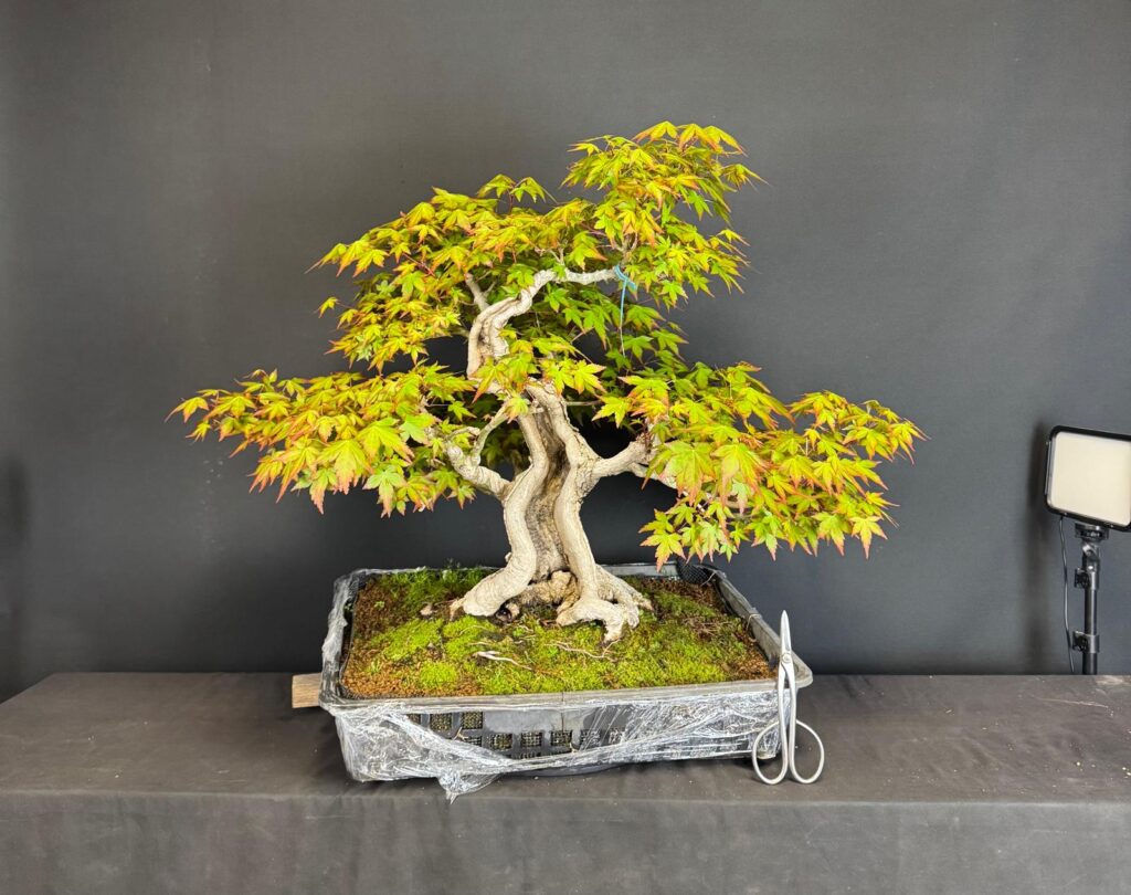 Il bonsai Merlino, simbolo di Stagioni Bonsai
