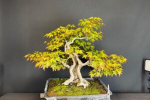 Stagioni Bonsai: la storia del nostro logo