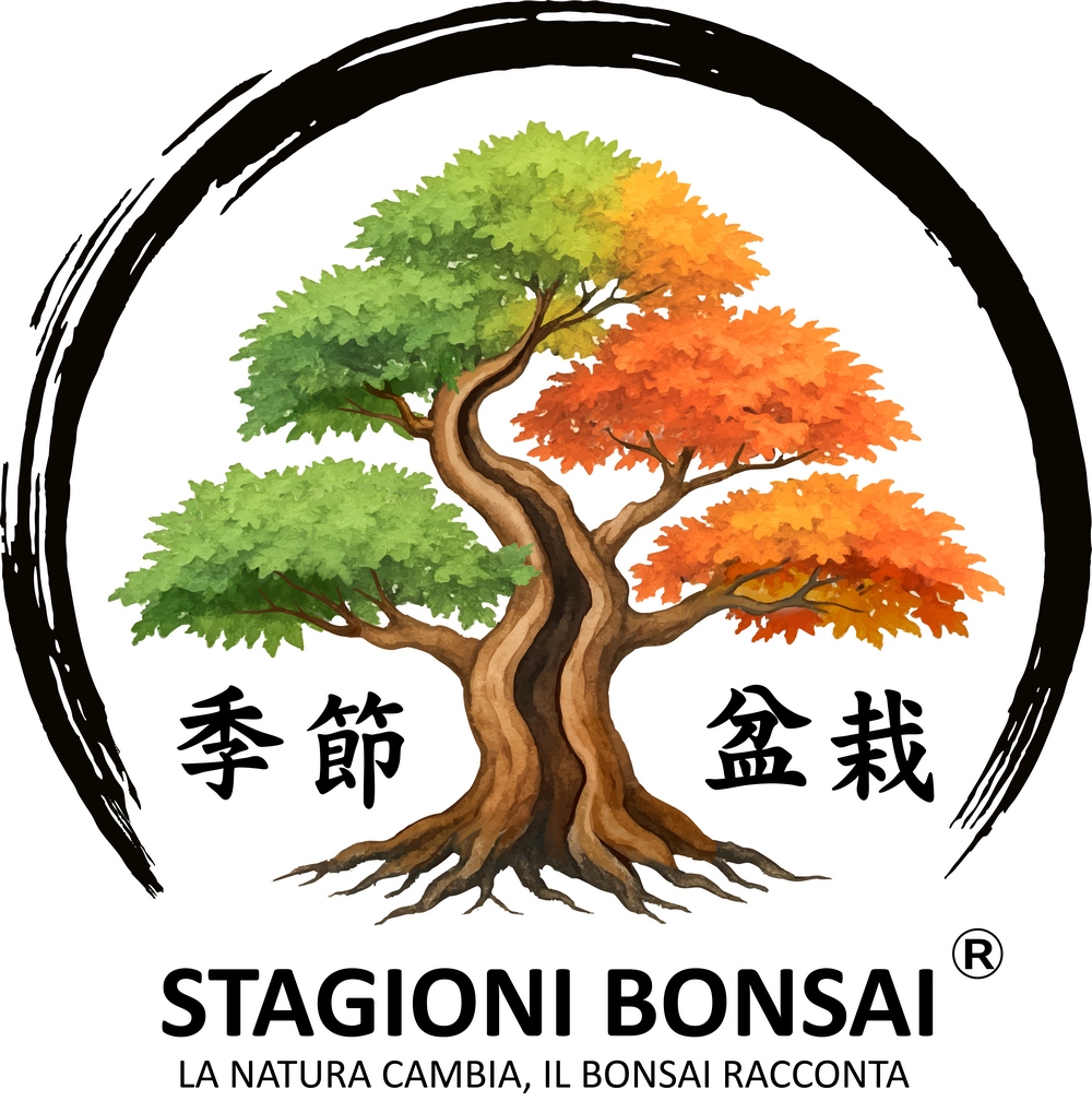 Merlino: l'acero che ha ispirato il logo di Stagioni Bonsai