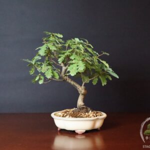 Quercus pubescens bonsai di roverella