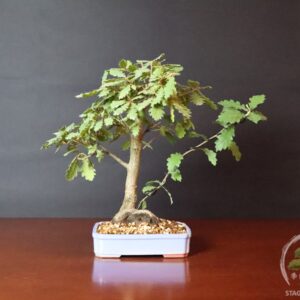 Quercus pubescens roverella bonsai