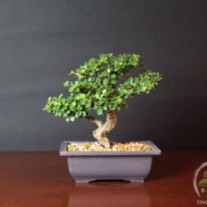 Bonsai Cotoneaster horizontalis caducifoglia