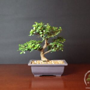 Bonsai cotoneaster horizontalis caducifoglia