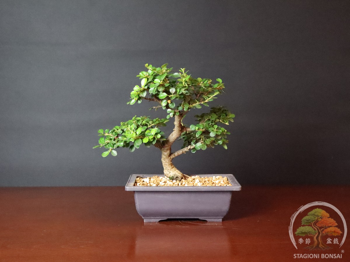 Bonsai cotoneaster horizontalis caducifoglia