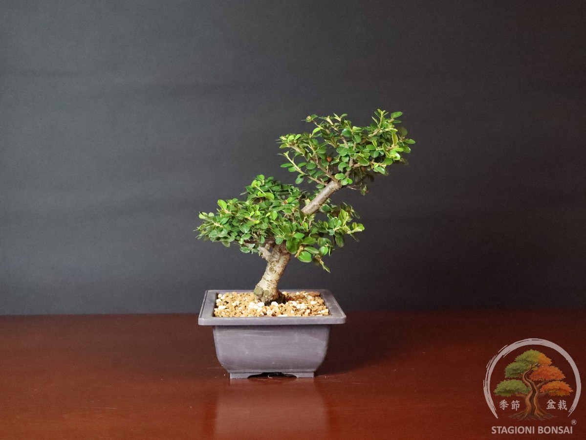 Cotoneaster horizontalis - caducifoglia (25-038) - immagine 3