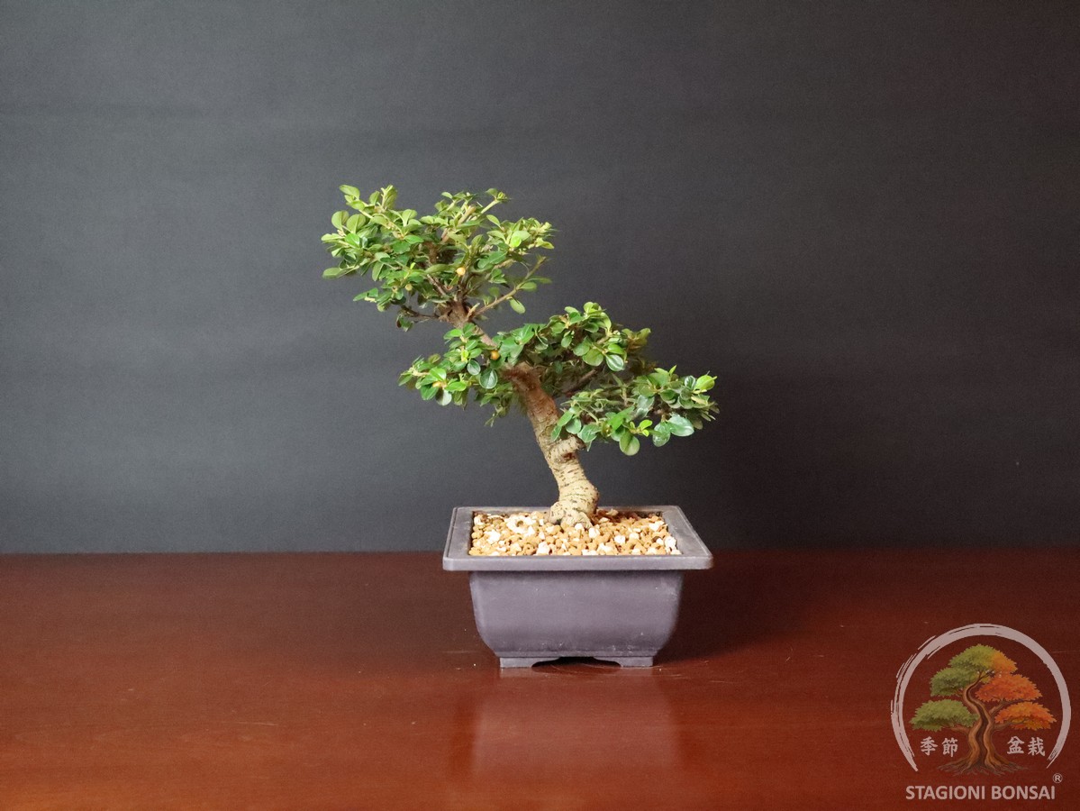 Cotoneaster horizontalis - caducifoglia (25-038) - immagine 5
