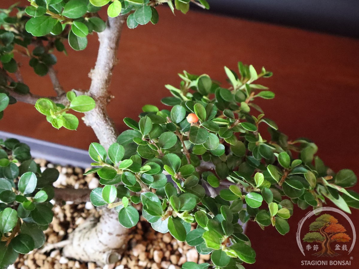 Cotoneaster horizontalis - caducifoglia (25-038) - immagine 6