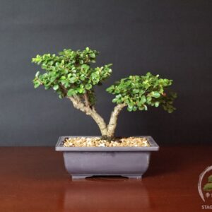 Bonsai di cotoneaster horizontalis caducifoglia
