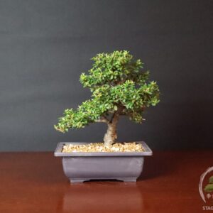 Bonsai di cotoneaster horizontalis sempreverde