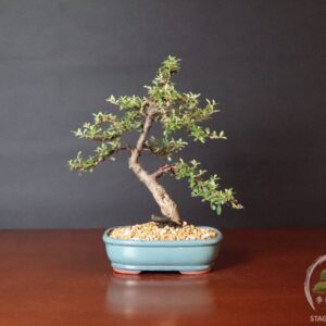 Bonsai cotoneaster horizontalis sempreverde