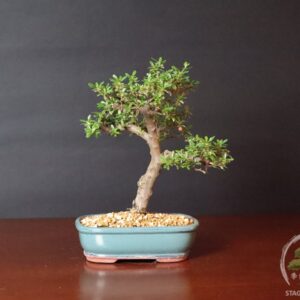 Bonsai cotoneaster horizontalis sempreverde